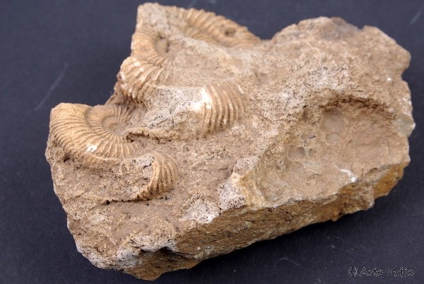 Ammonit (Fossil)